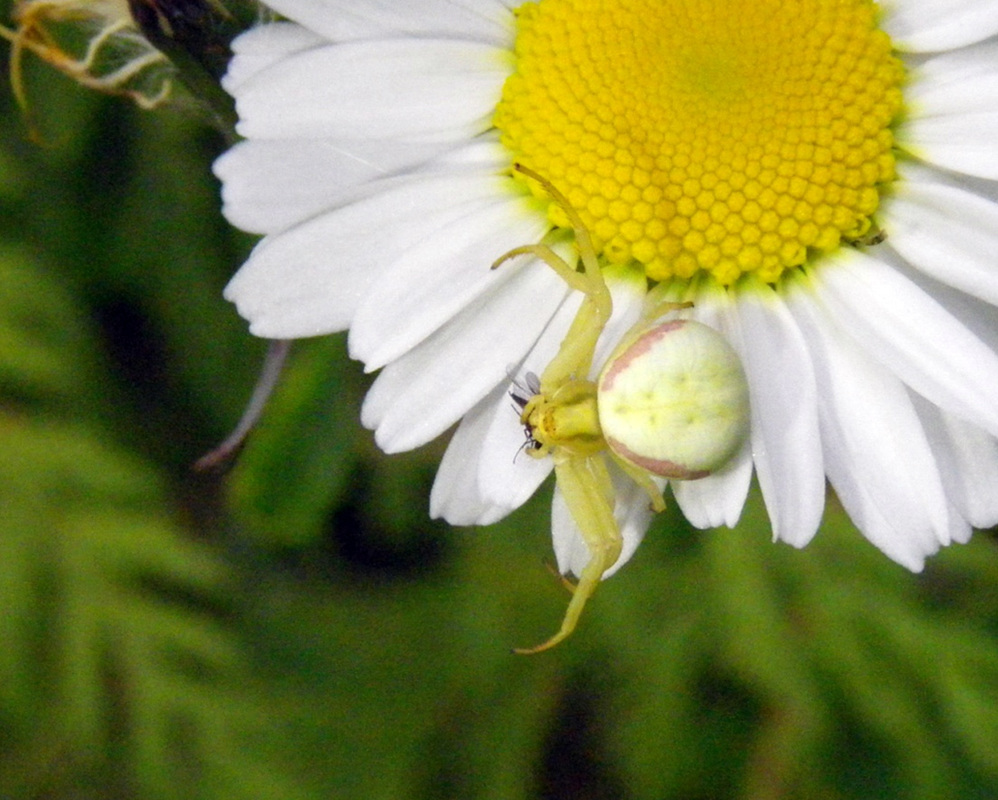 flower crab spider (7)