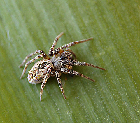 foliage webbing spider (2)