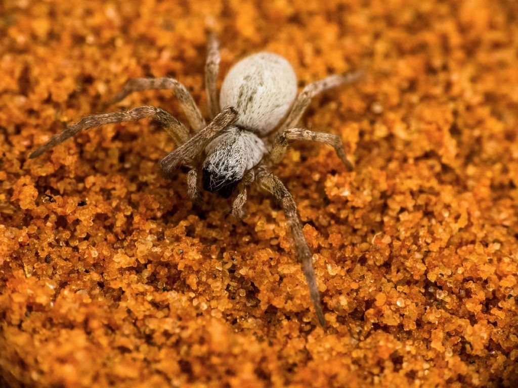 foliage webbing spider