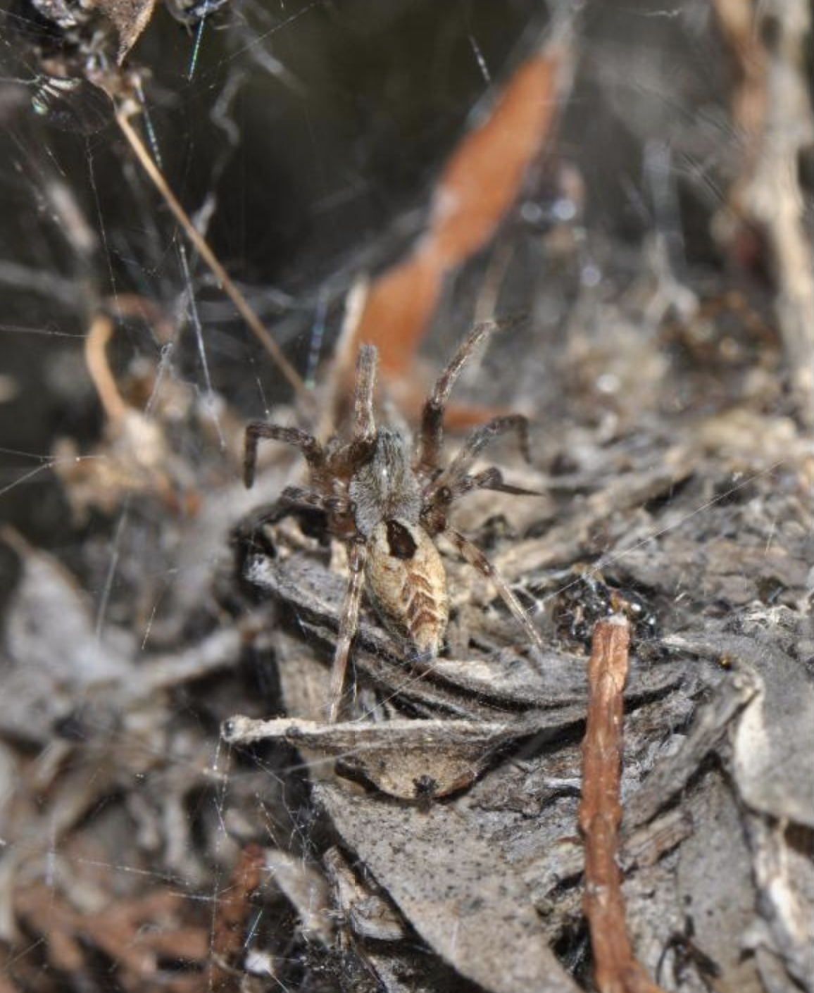 foliage webbing spider