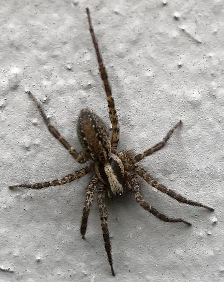 garden wolf spider (1)