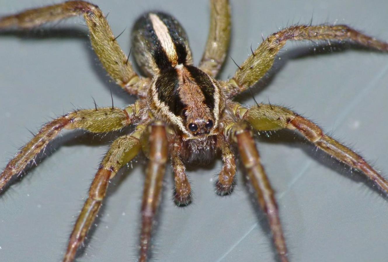 Garden Wolf Spider (Tasmanicosa godeffroyi) - Spider Pedia