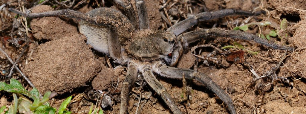 garden wolf spider (4)