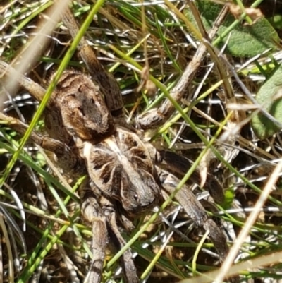 garden wolf spider (5)