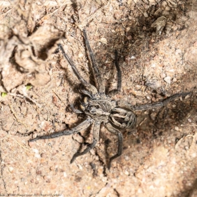 garden wolf spider (6)