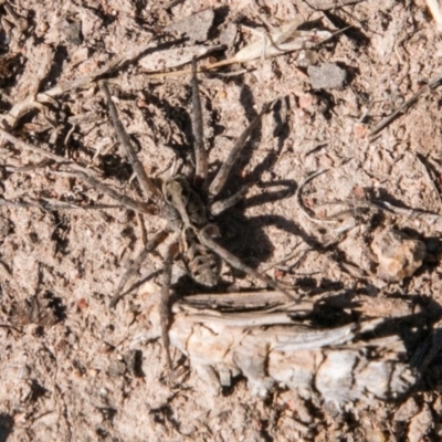 garden wolf spider (7)