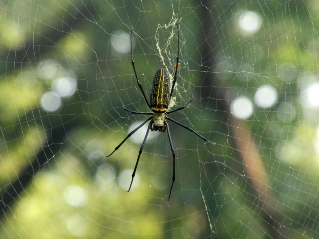 golden orb weaver spider (1)