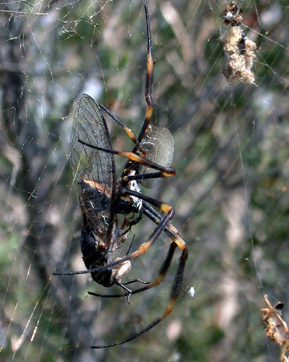 golden orb weaver spider (2)