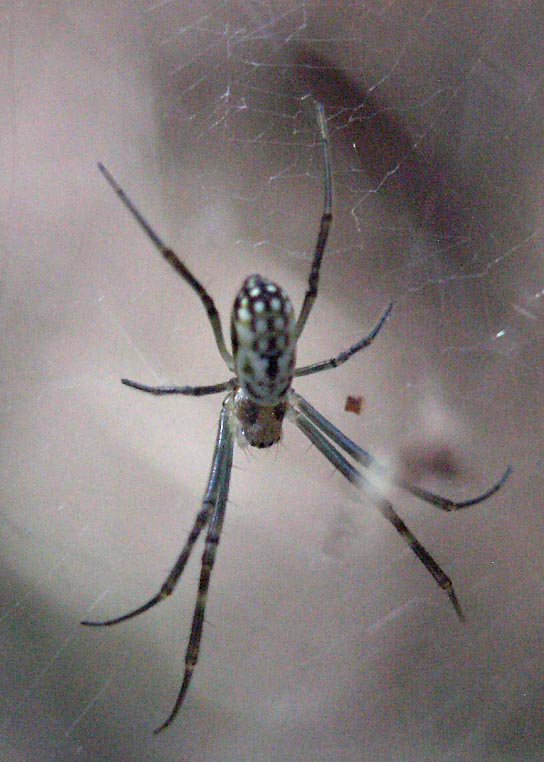 golden orb weaver spider (3)