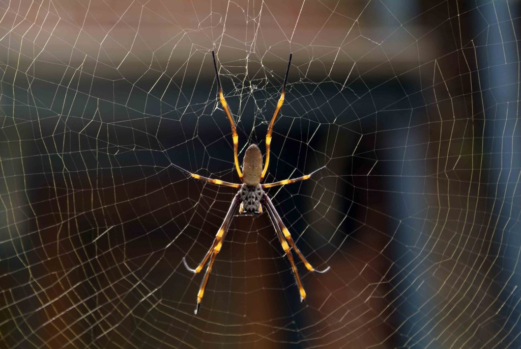 golden orb weaver spider (4)