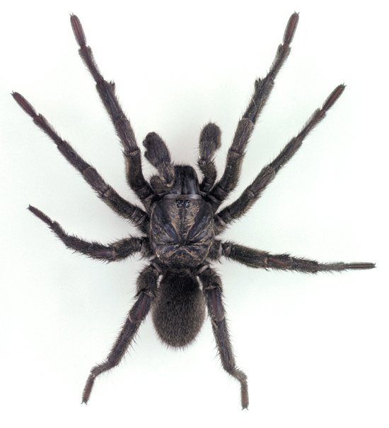 golden trapdoor spider (1)