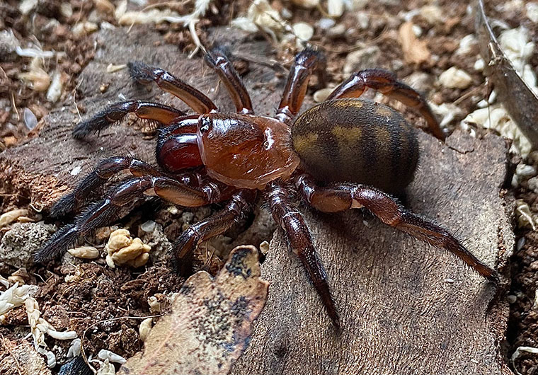 golden trapdoor spider (3)