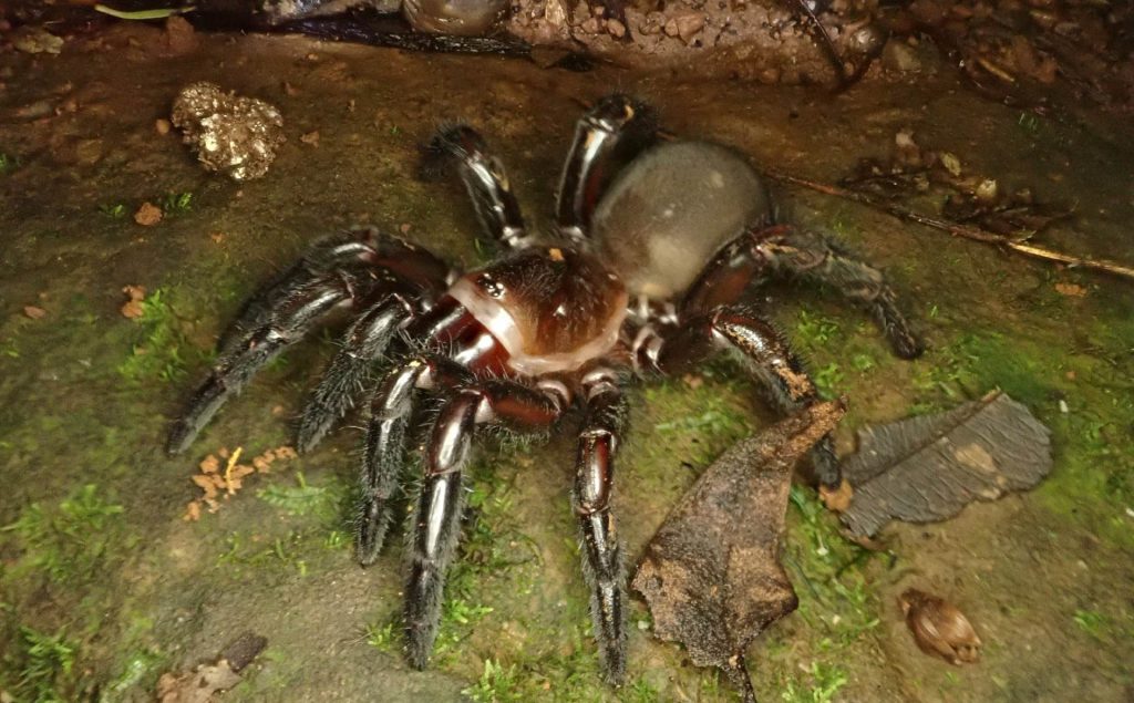 golden trapdoor spider (6)