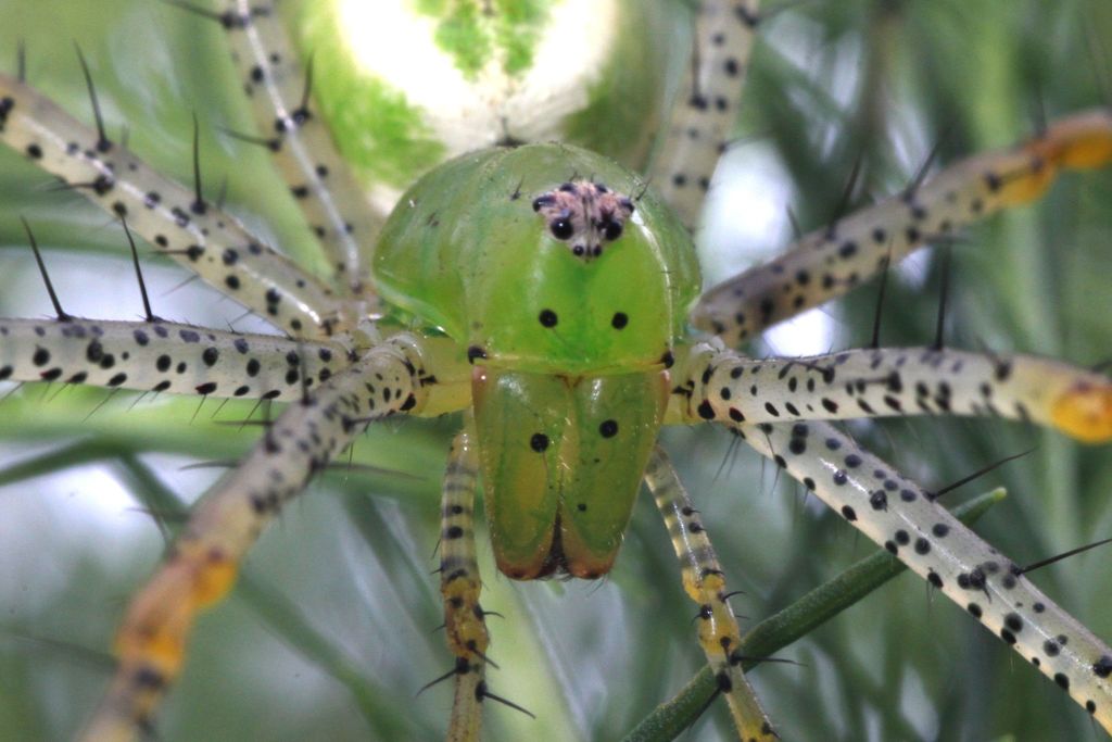 green lynx spider poisonous to humans & bite symptoms (1)