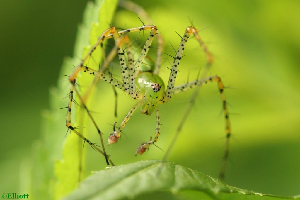 green lynx spider poisonous to humans & bite symptoms (2)