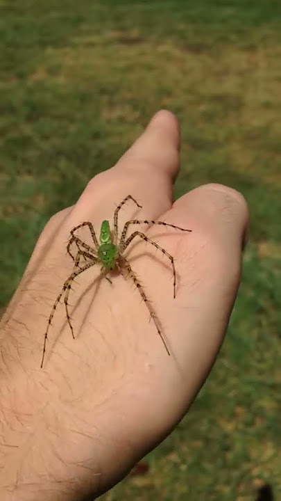 green lynx spider poisonous to humans & bite symptoms (3)