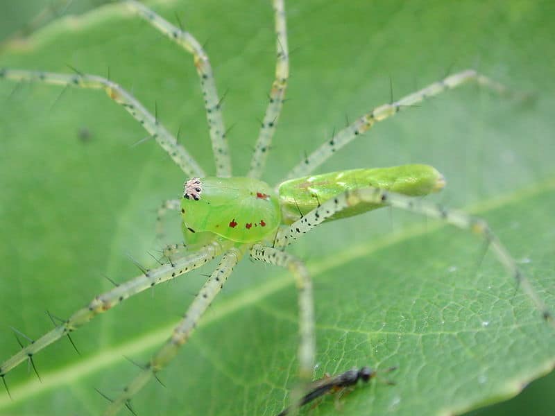 green lynx spider poisonous to humans & bite symptoms (5)