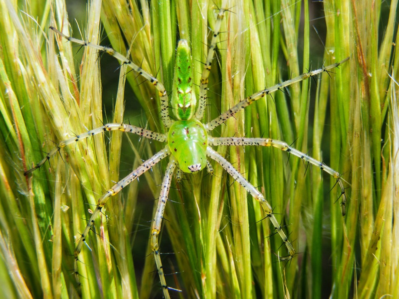 green lynx spider poisonous to humans & bite symptoms (6)