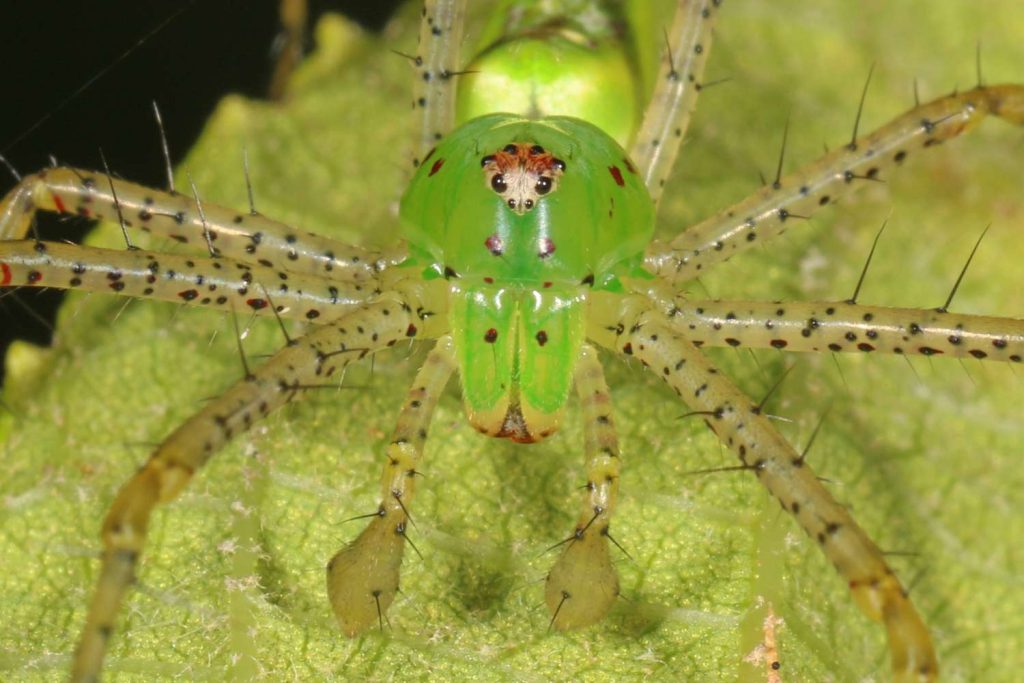 green lynx spider poisonous to humans & bite symptoms (7)