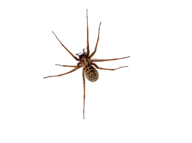 hobo spider (1)