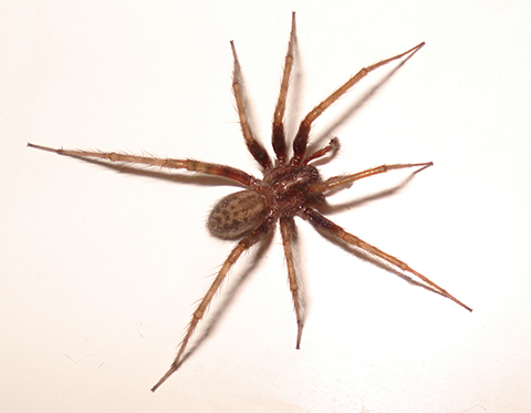 hobo spider (1)