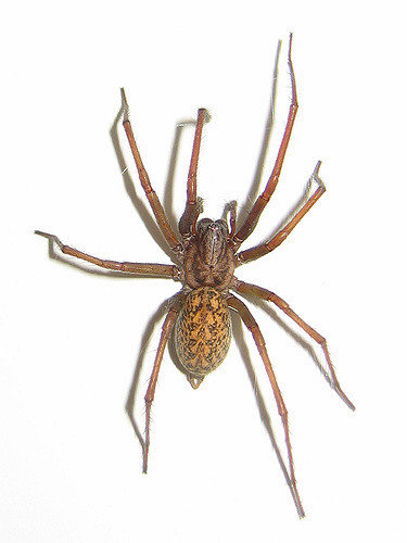 hobo spider (2)