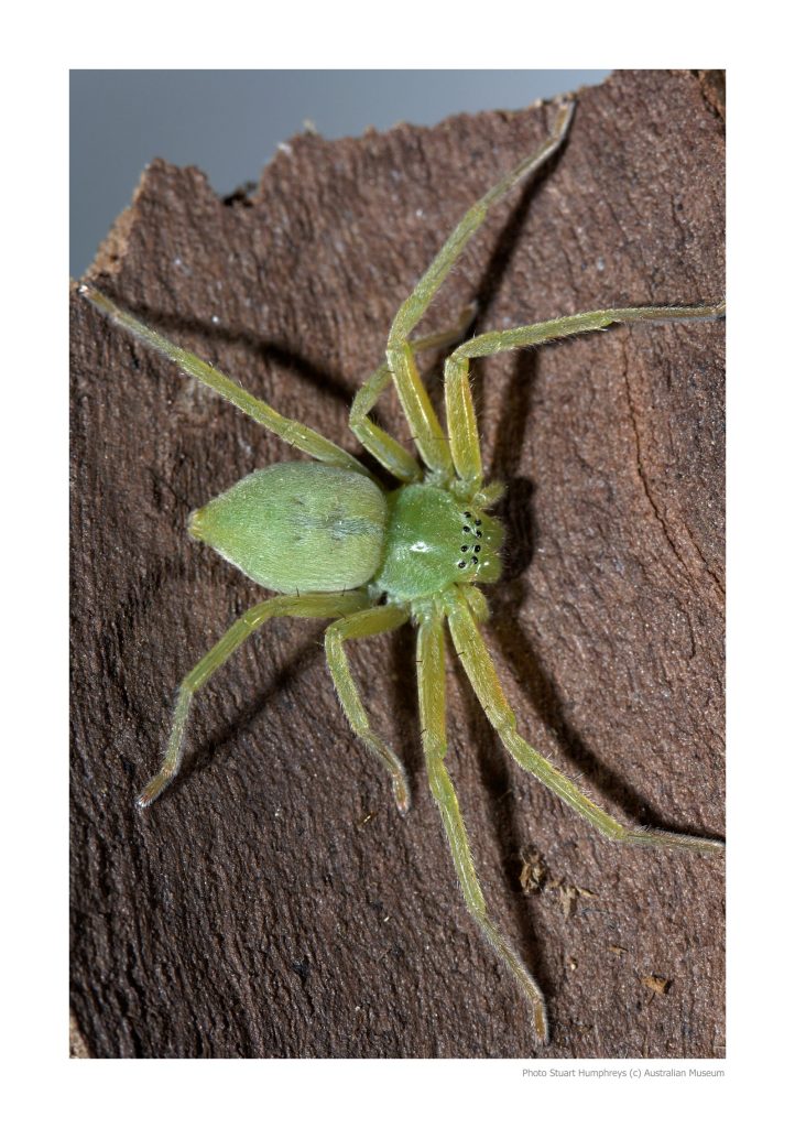 huntsman spiders (2)