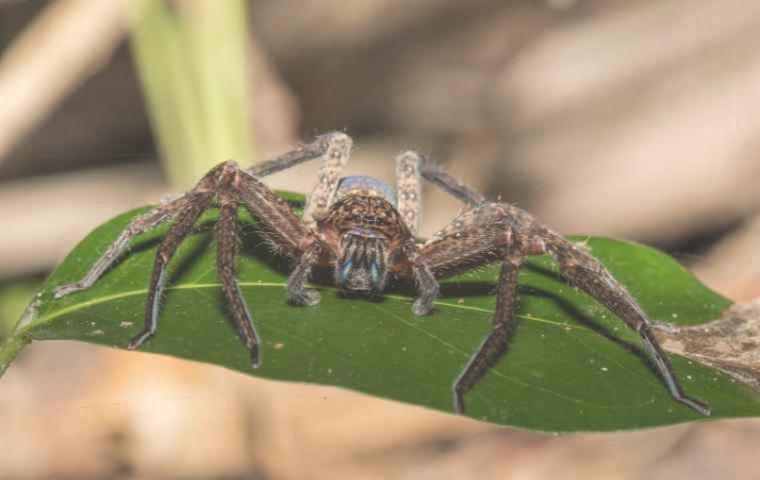 huntsman spiders (3)