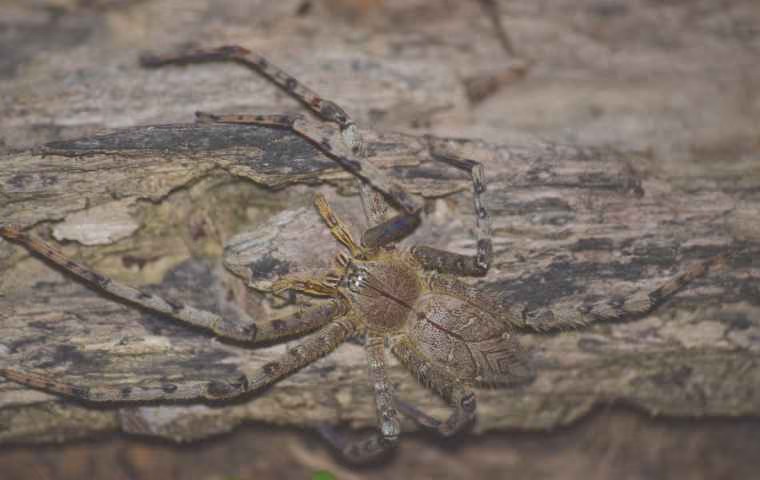 huntsman spiders (4)