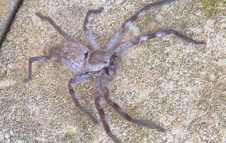 Surprising Facts: are huntsman spiders bite dangerous - Spider Pedia