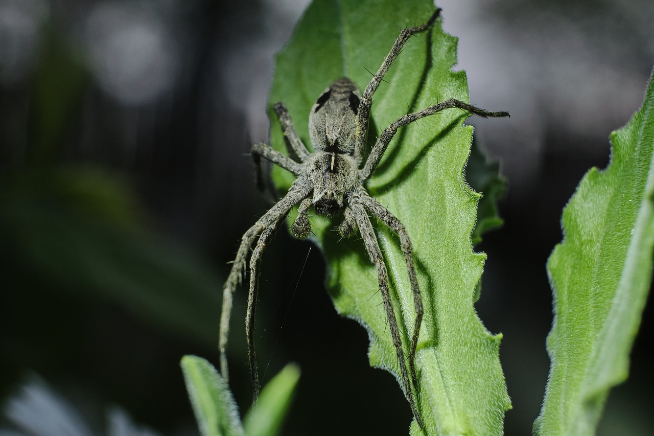 what do wolf spiders eat,wolf spiders