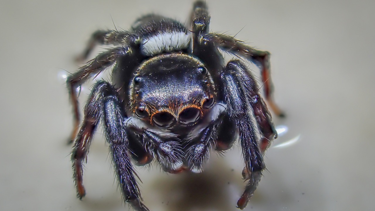 Are Jumping Spiders Poisonous,Jumping Spiders