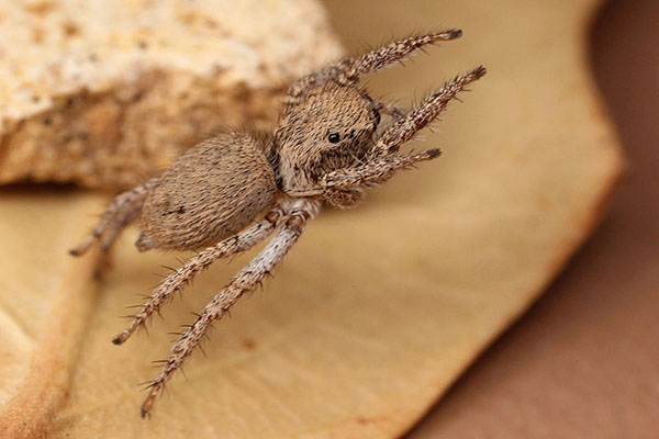 jumping spider jumping