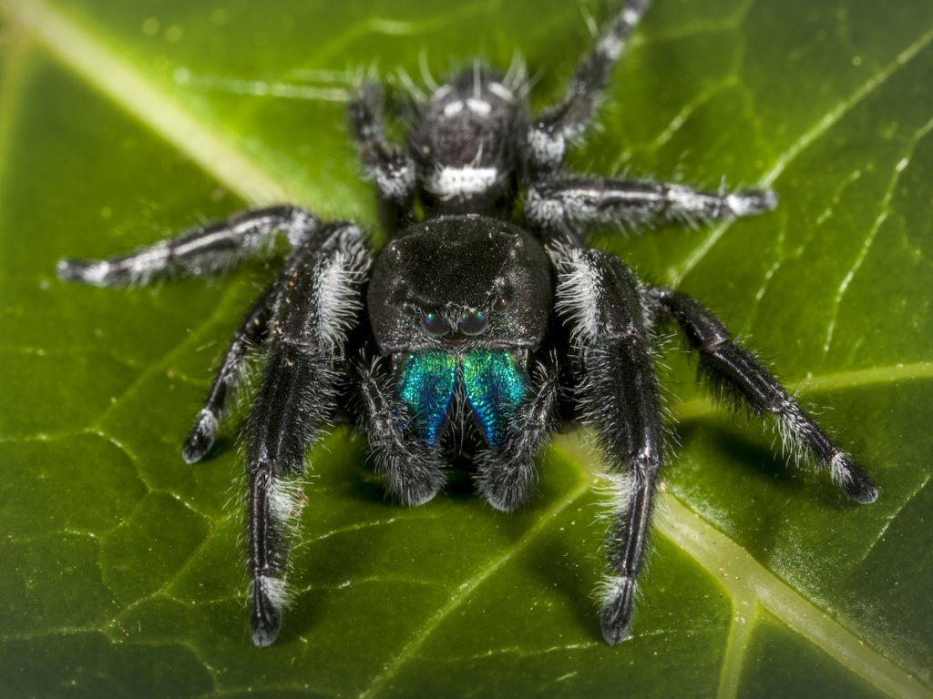 jumping spiders