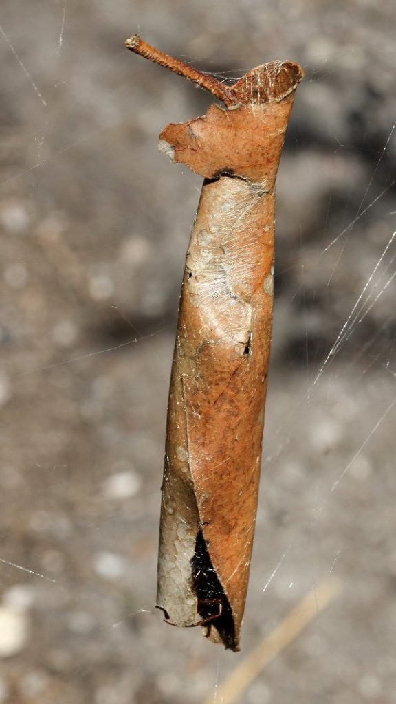 leaf curling spider (1)