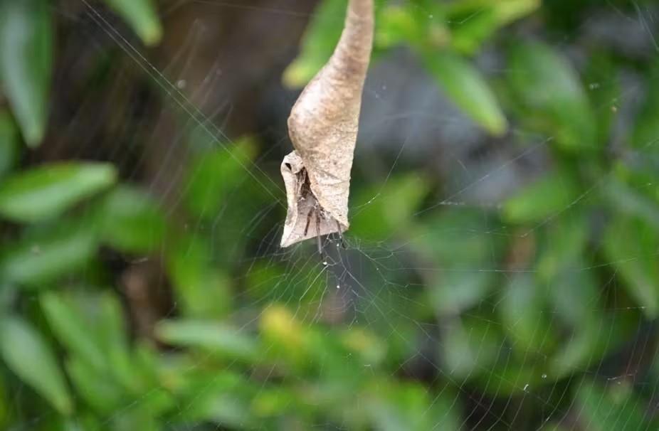 leaf curling spider (2)