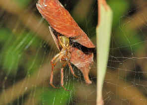 leaf curling spider (3)