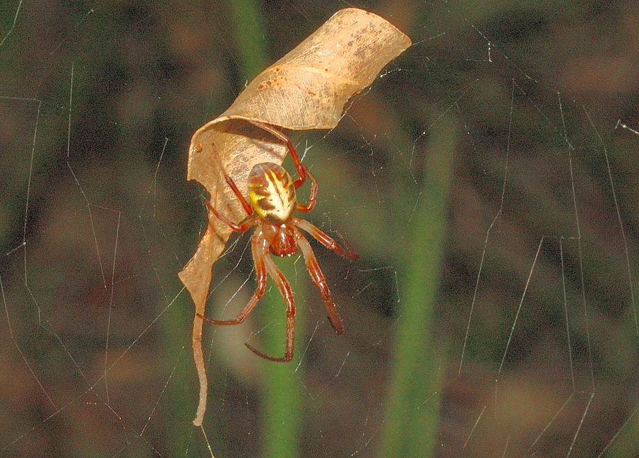 leaf curling spider (4)