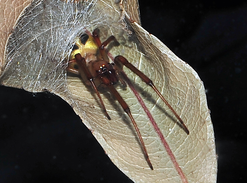 leaf curling spider (5)