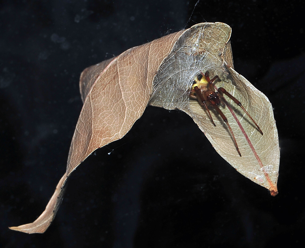 leaf curling spider (6)