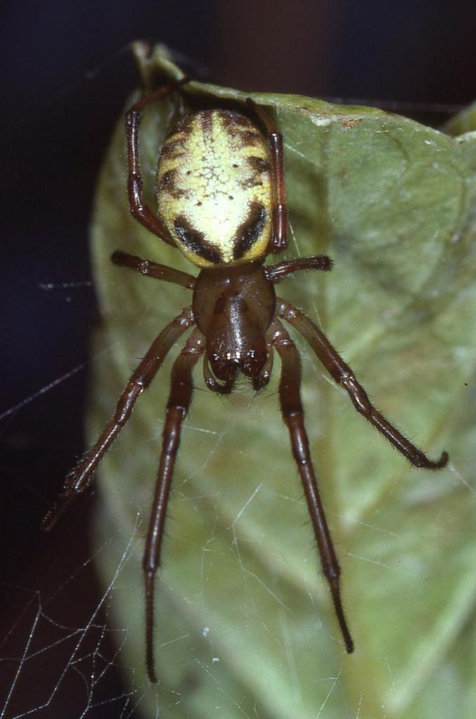 leaf curling spider (7)