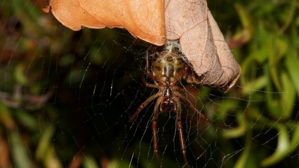 leaf curling spider (8)