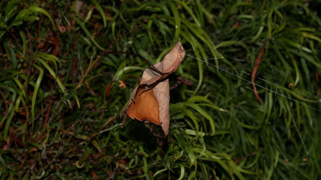 leaf curling spider (9)