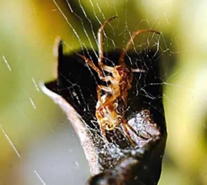 leaf curling spider