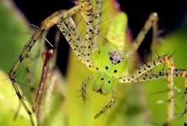 lynx spiders (2)