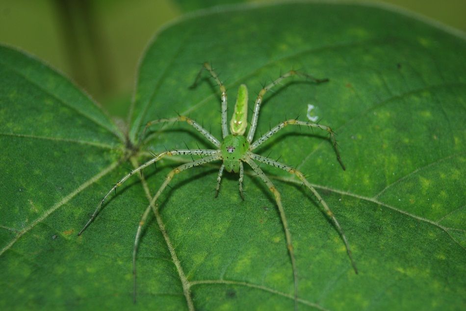 lynx spiders (4)