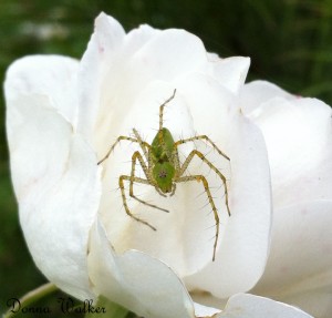 lynx spiders (5)