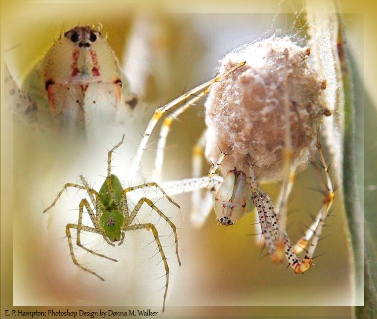 lynx spiders (6)