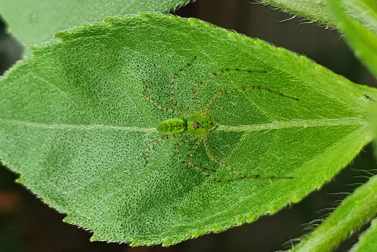 lynx spiders (7)