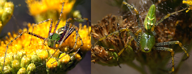 lynx spiders (8)